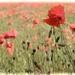 Poppy field by shepherdmanswife