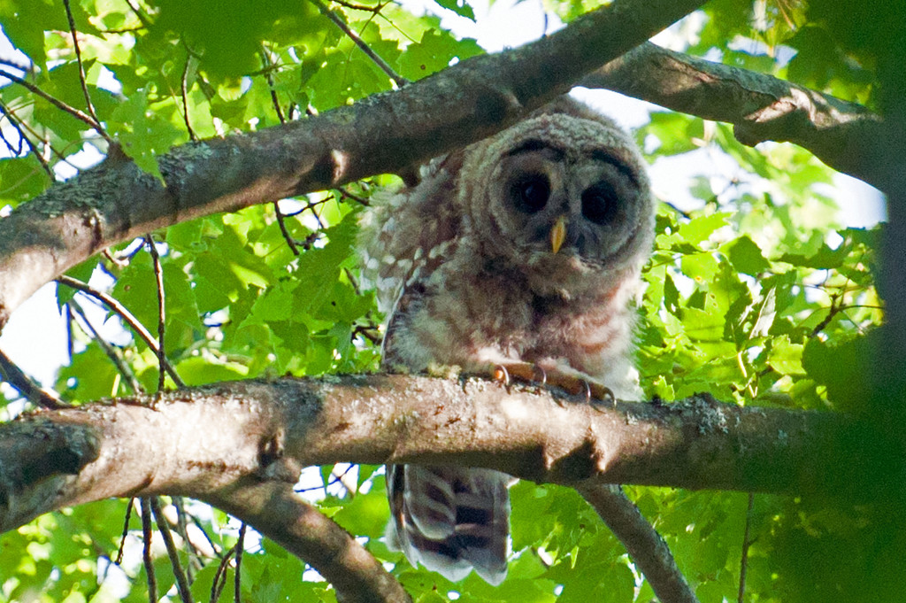 Barred Owl by dianen