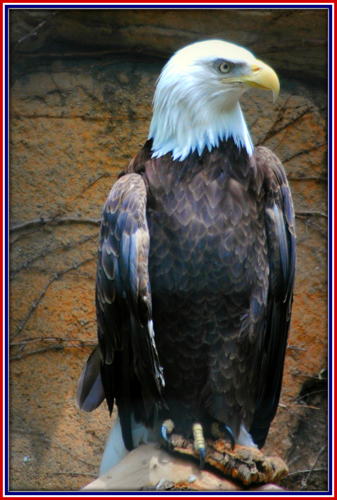 American Bald Eagle by alophoto