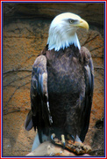 4th Jul 2016 - American Bald Eagle