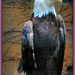 American Bald Eagle by alophoto