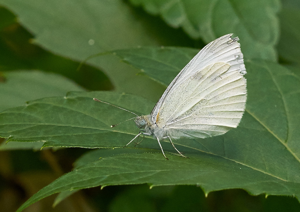 Cabbage Butterfly  by gardencat