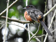 4th Jul 2016 - Spotted Towhee