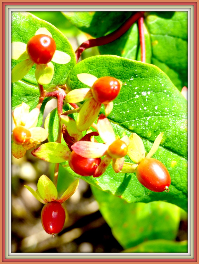 Hypericum Berries  by beryl