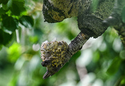 4th Jul 2016 - hummingbird nest