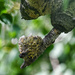 hummingbird nest by aecasey