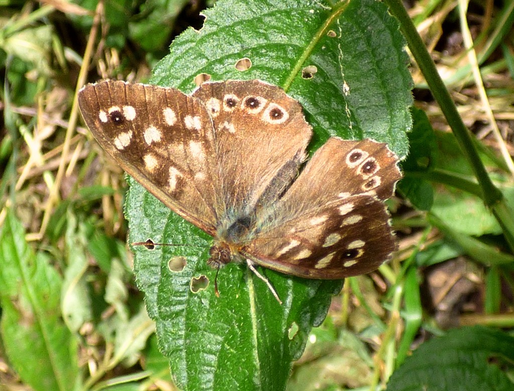 Speckled Wood (Pararge aegeria) by julienne1