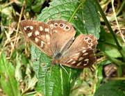 4th Jul 2016 - Speckled Wood (Pararge aegeria)