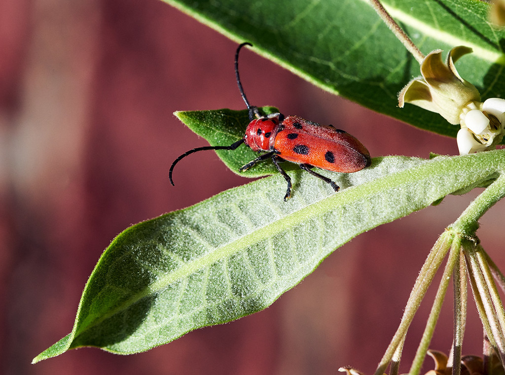 Red Milkweed Beetle... by gardencat
