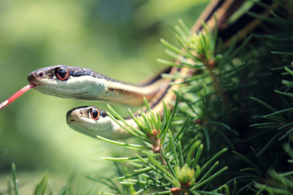 Snakes in a Tree by juliedduncan