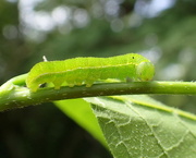 4th Jul 2016 - Hungry Caterpillar