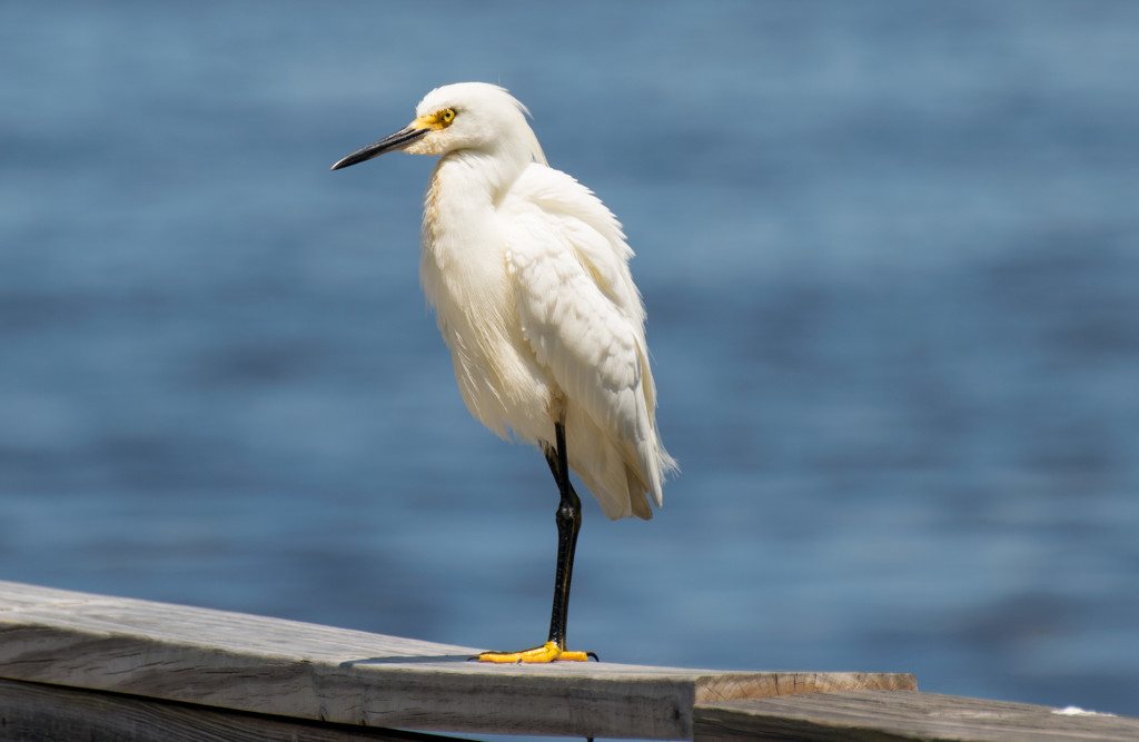 Snowy Egret in a Huff! by rickster549