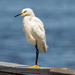 Snowy Egret in a Huff! by rickster549