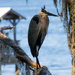 Bad Hair Day, or it's a Devil of a Blue Heron! by rickster549