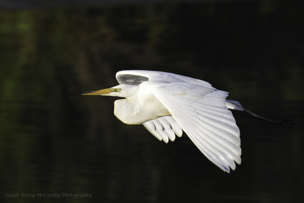 Great egret flying by... by mccarth1