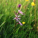 Ragged Robin by lifeat60degrees