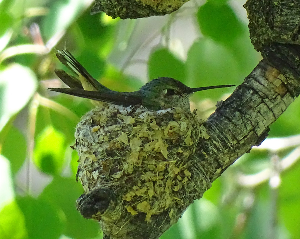 Broad-tailed Hummingbird on nest by annepann