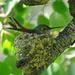 Broad-tailed Hummingbird on nest by annepann