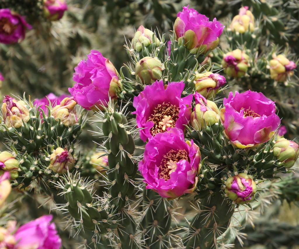 Cactus fllowering on the mesa by kiwinanna