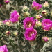 Cactus fllowering on the mesa by kiwinanna
