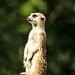 Meerkat (suricate ) by elisasaeter
