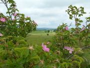 4th Jul 2016 - Wild roses with a view
