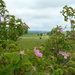 Wild roses with a view by shirleybankfarm