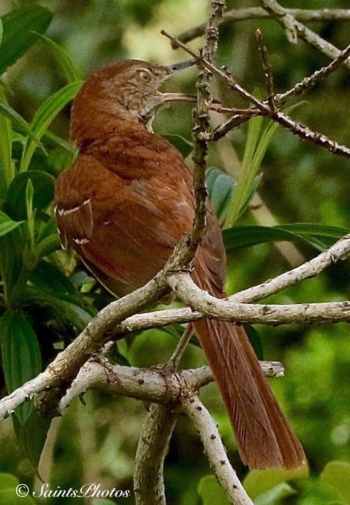 Brown Thrasher by stcyr1up