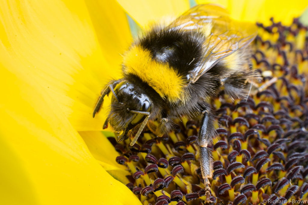 Bumblebee Macro by rjb71