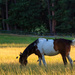 Horse Tail - Rosalyn, WA by clay88