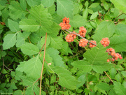 23rd Jun 2016 - Fragrant sumac (with a poisonous relative!)