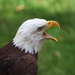 Bald Eagle 1 by randy23