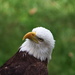 Bald Eagle 2 by randy23