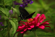 22nd Jun 2016 - Black Butterfly On Flower