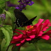 Black Butterfly On Flower by randy23