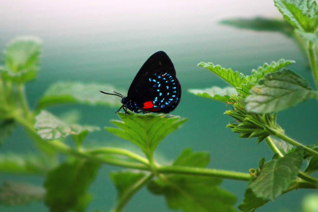 Black with Blue Butterfly by randy23