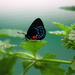 Black with Blue Butterfly by randy23