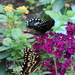 Butterflies on Flowers by randy23
