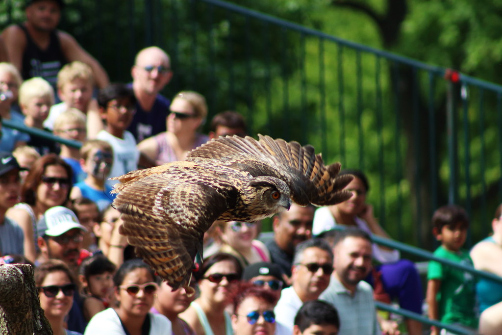 Owl in Flight by randy23