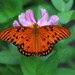 Qrange Butterfly 1 by randy23