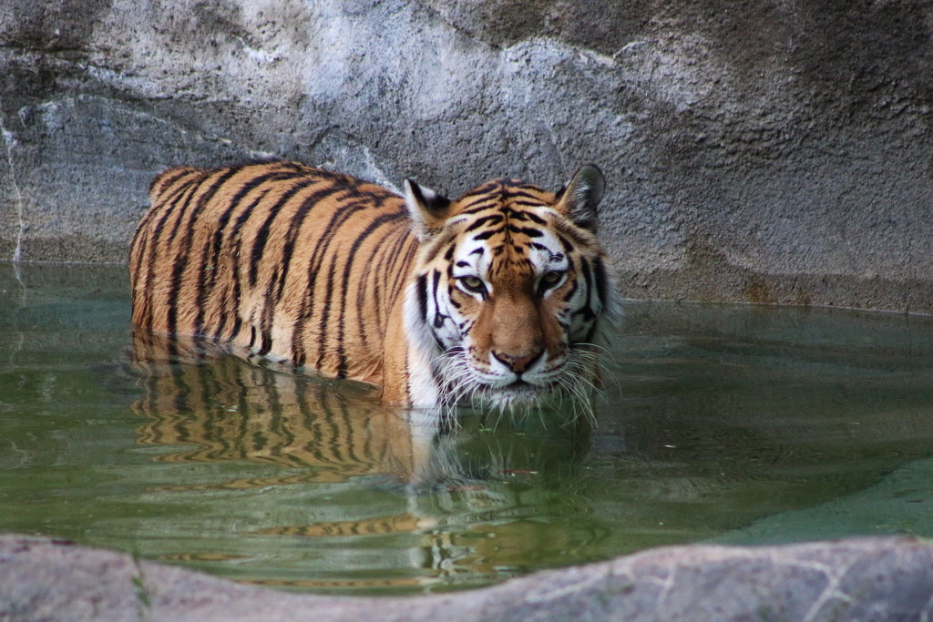 Tiger in Water by randy23