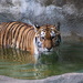 Tiger in Water by randy23