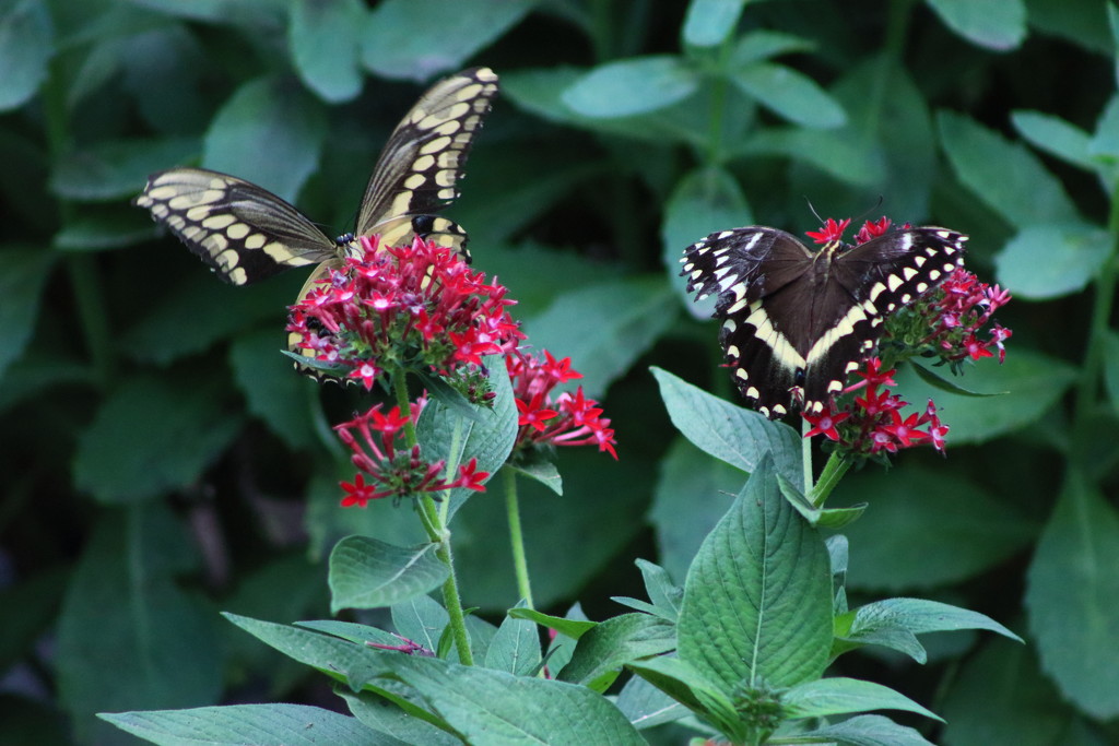 Two Black Butterflies by randy23