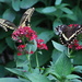 Two Black Butterflies by randy23
