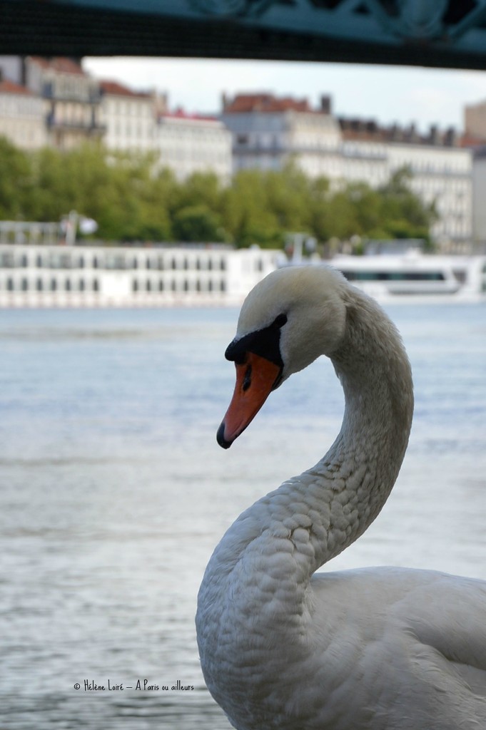 swan by parisouailleurs