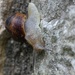 Garden Snail by jamibann