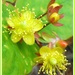 Hypericum in flower  by beryl