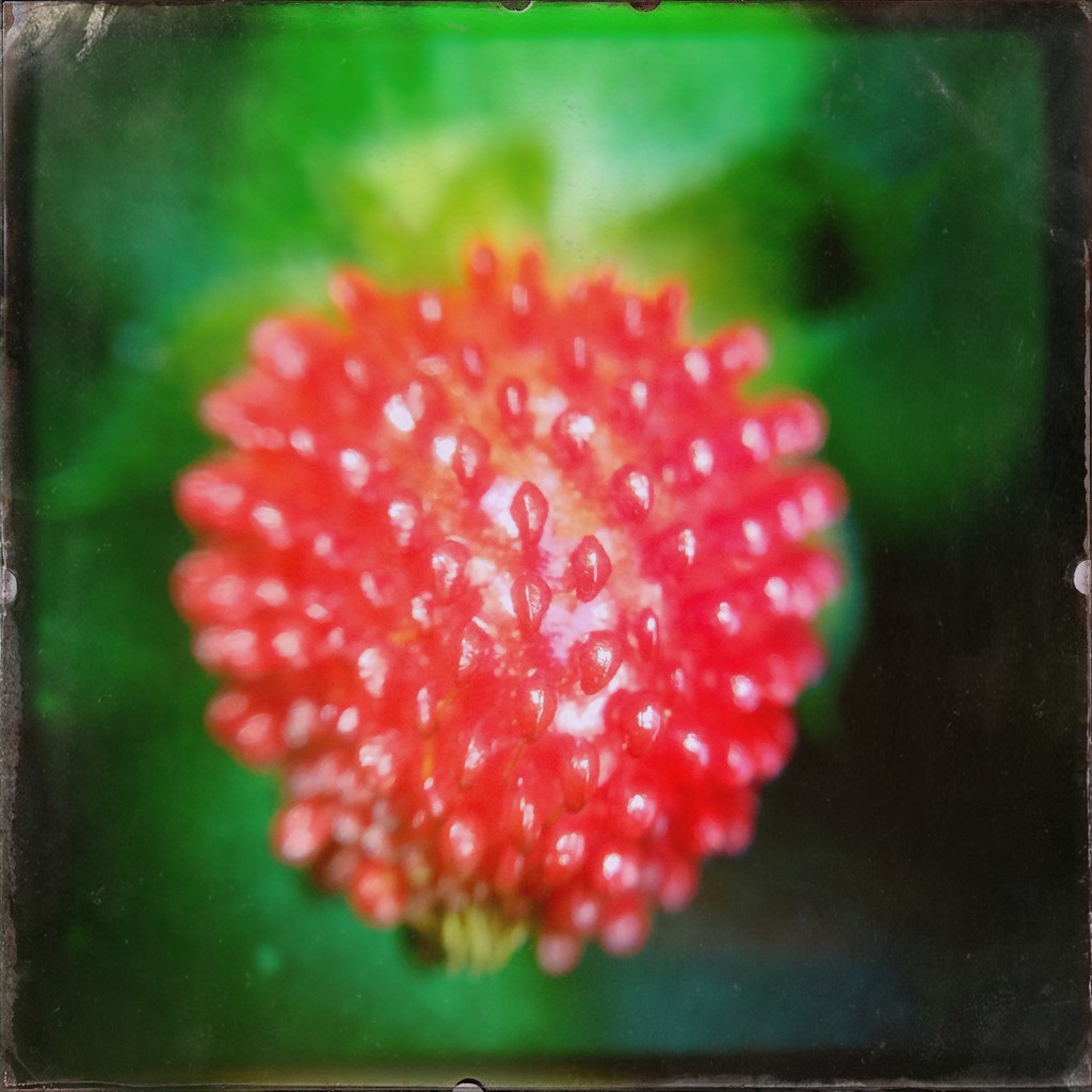 Mock strawberry by mastermek