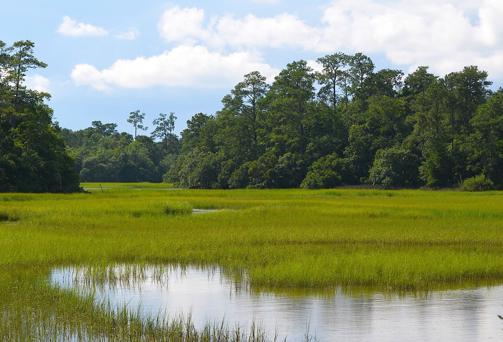 Marsh and woodlands at high tide, Charles Towne Landing State Historic Site, Charleston, SC by congaree