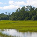 Marsh and woodlands at high tide, Charles Towne Landing State Historic Site, Charleston, SC by congaree